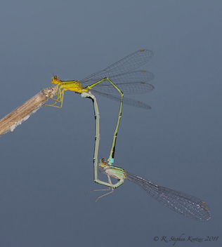 Enallagma vesperum, mating pair